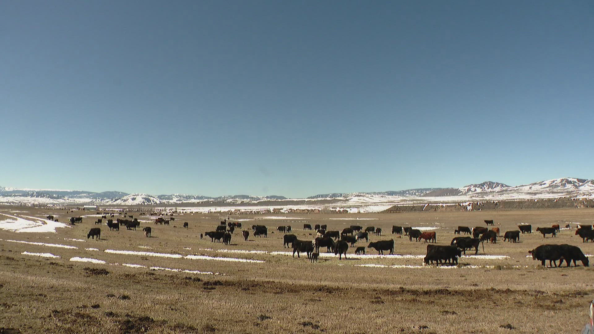 The North Park Stockgrowers Association requested again for Gov. Polis and CPW to kill problem wolves that are depredating their cattle. Eight cows killed in April.