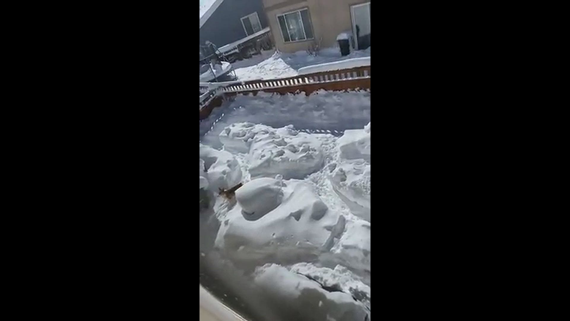 A Colorado dog had a backyard race track due to a big snowfall.
Credit: Jace Whelan