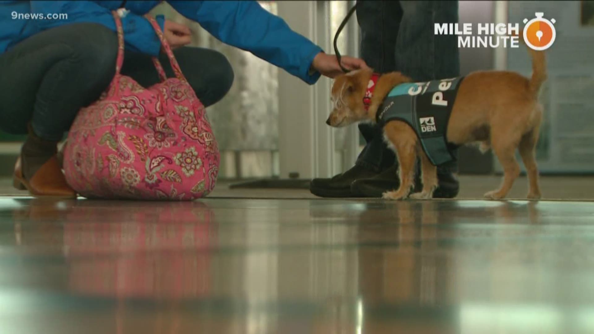 Volunteers and their animals roam around DIA through the Canine Airport Therapy Squad (CATS) with the goal of bringing smiles to passengers and staff.