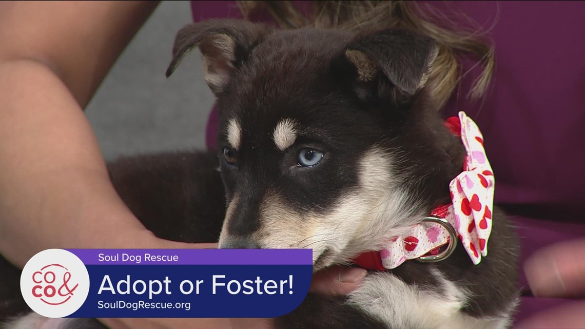 Soul Dog Rescue A Fort Lupton Shelter