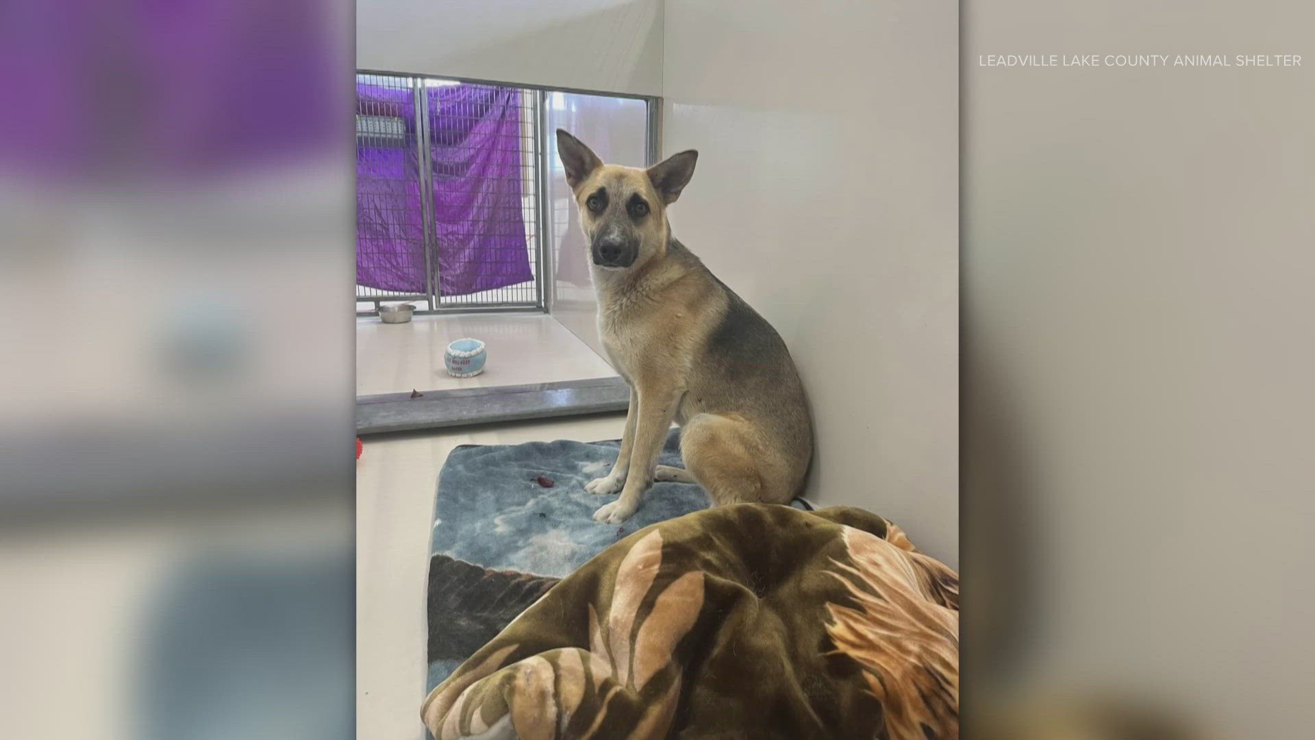 After hiding in the woods at a Lake County campsite for at least two months, a German Shepherd mix is now safe and up for adoption.