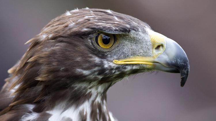 These areas of RMNP will remain closed to protect golden eagles