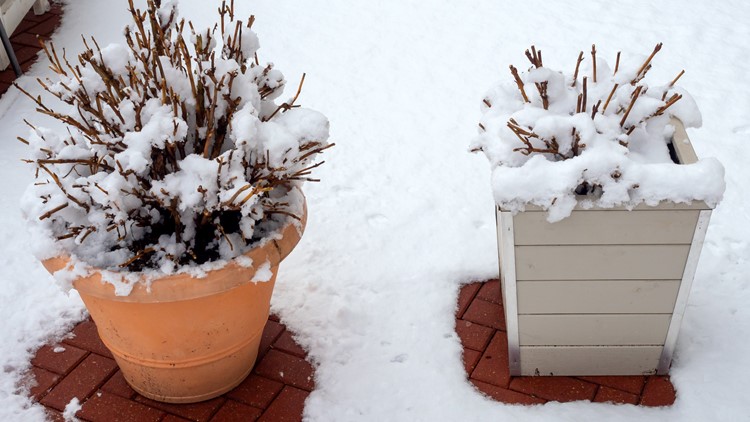 How to protect your plants from Colorado's incoming cold snap