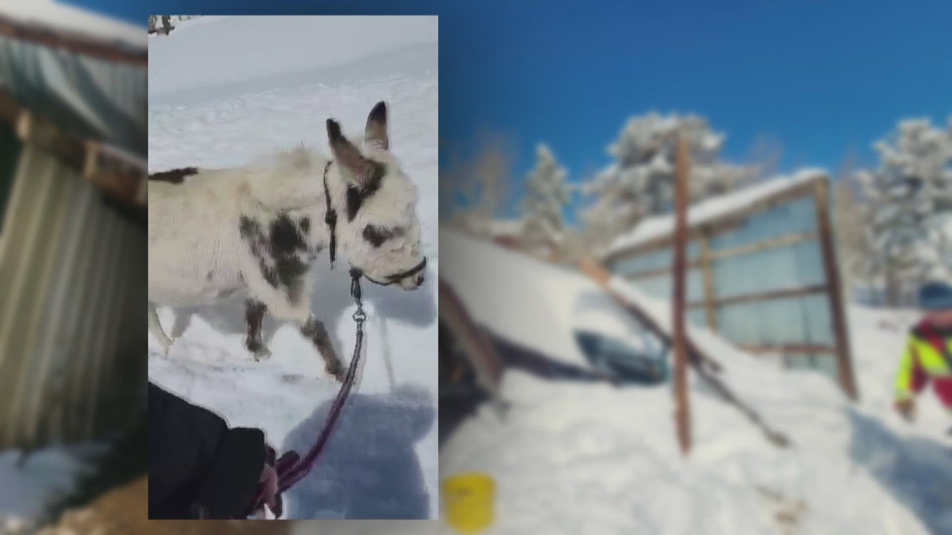 The barn in Gilpin County collapsed after the area received more than 60 inches of snow -- leaving several animals stuck inside.