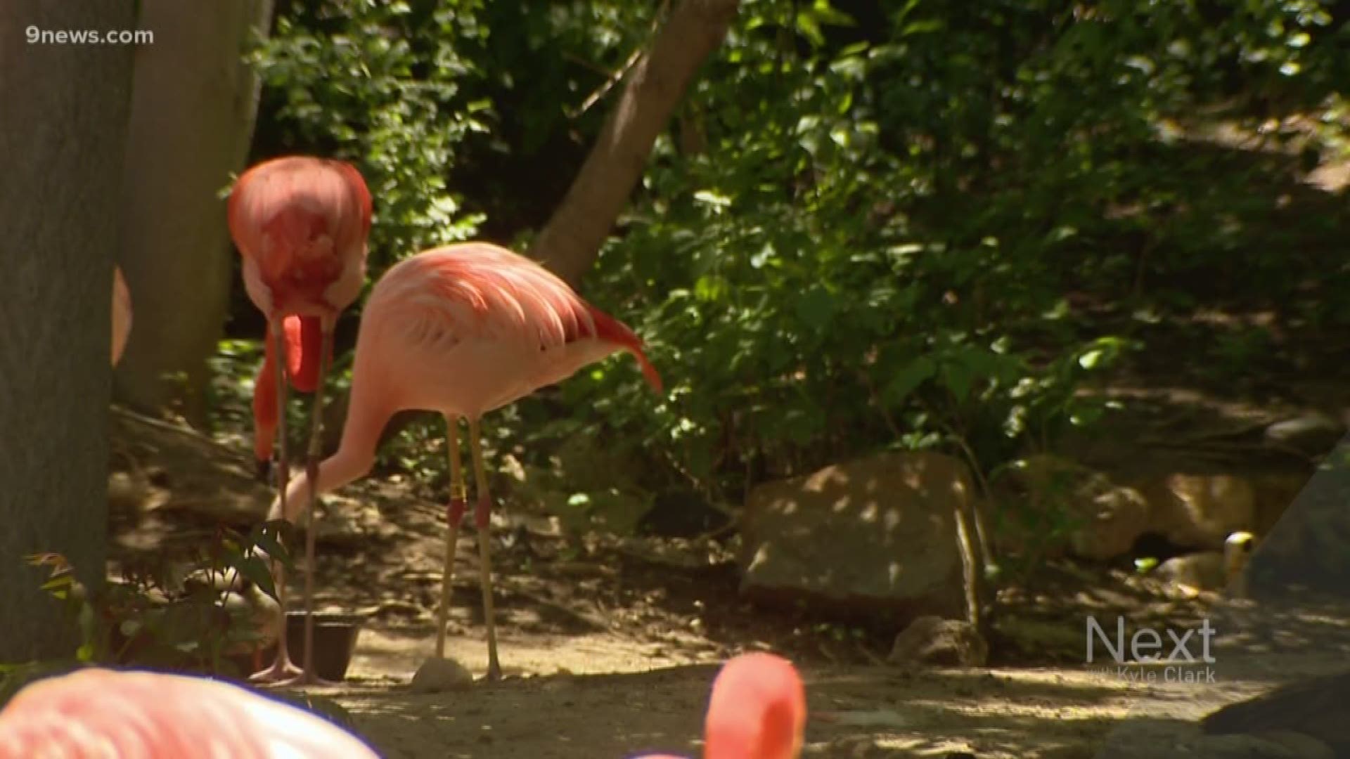 Birdkeepers say a Chilean Flamingo named Lance Bass, the lighter colored one, and American Flamingo Freddie Mercury, the pink one, always want to be together.