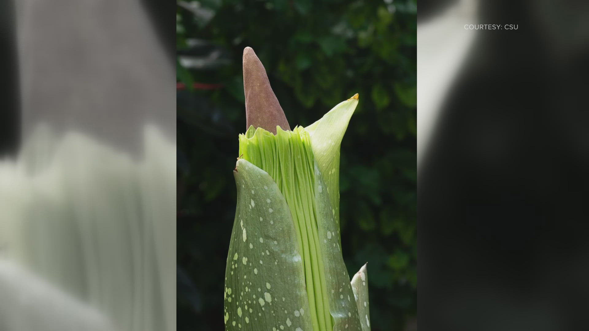 Rare corpse flower poised to bloom for first time in Colorado | 9news.com