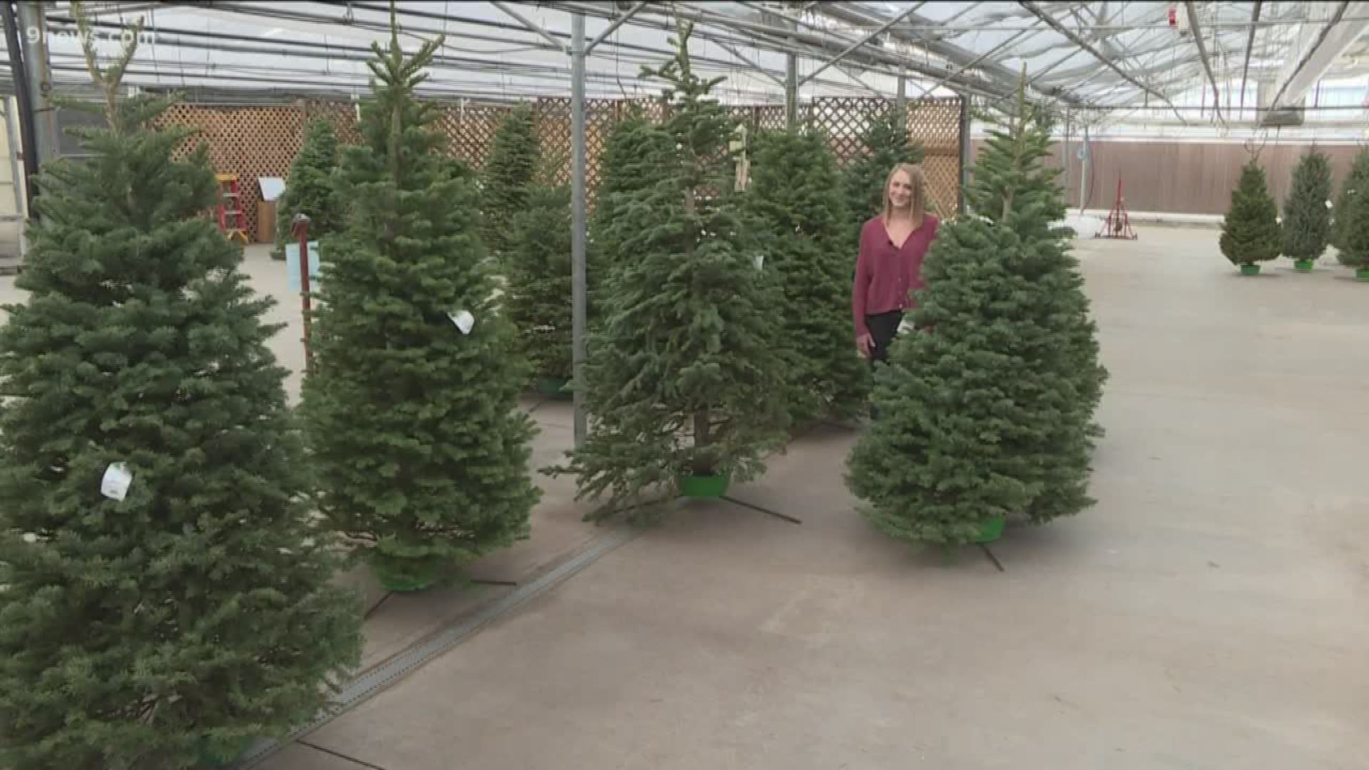 For the second year in a row, Echter's Nursery and Garden Center in Arvada is hosting its giveaway on Monday, Dec. 23.