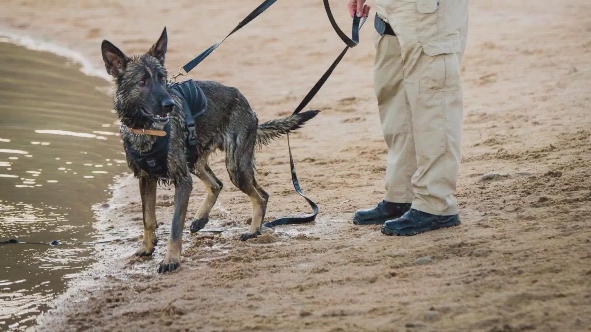 The Jefferson County Sheriff's Office is pushing for the change after K9 Graffit was killed last year.