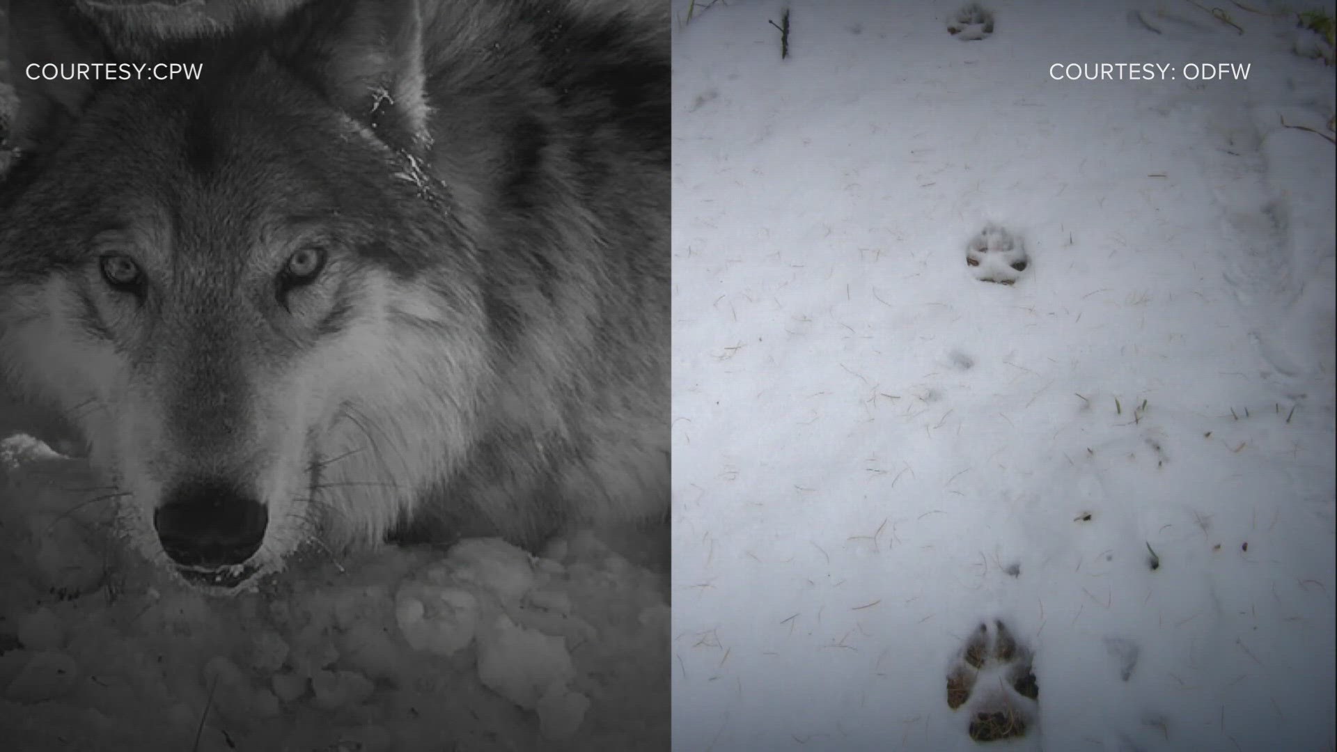 meow wolf denver colorado