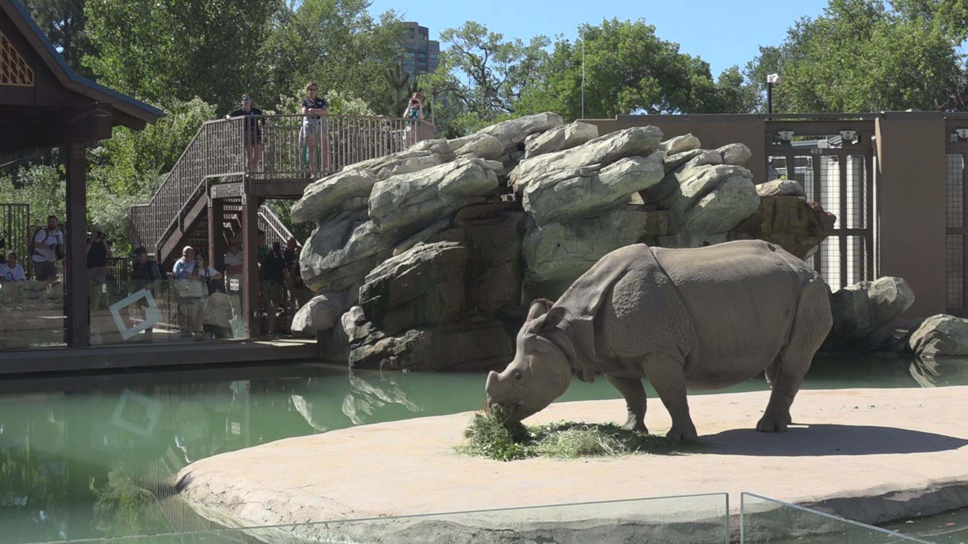 Denver Zoo announced the pregnancy of Tensing the Rhino on World Rhino Day!