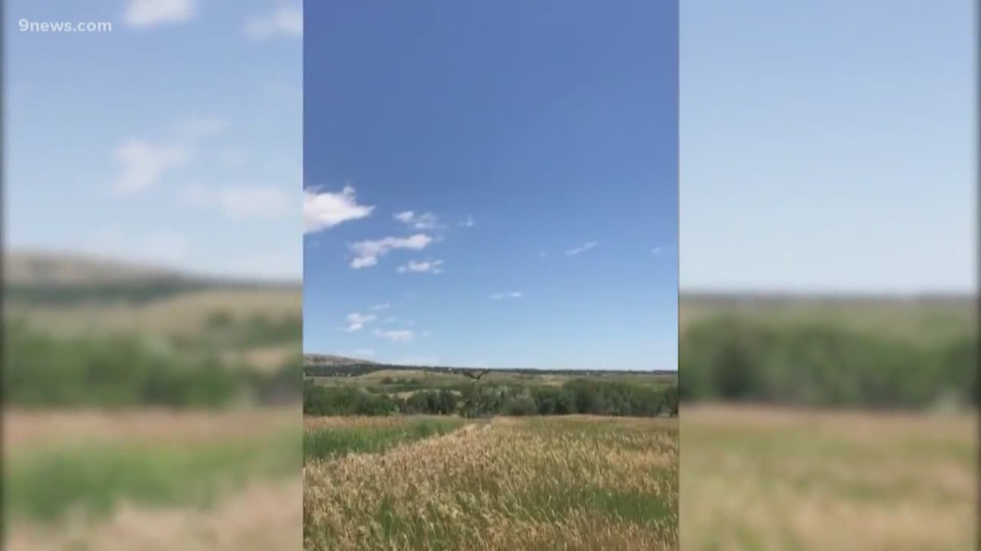 It's been cared for during the past several months at the Birds of Prey Center, and Wednesday, it was able to return to the wild.