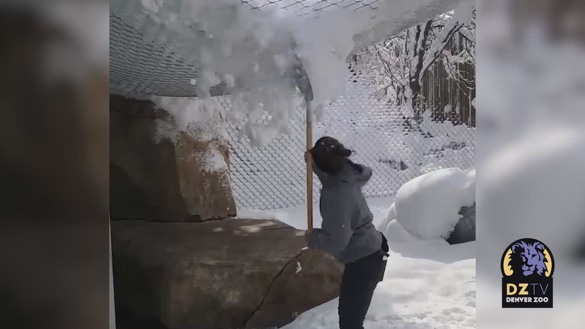 Adorable Video Shows Lions Playing in Thick Snow at Denver Zoo