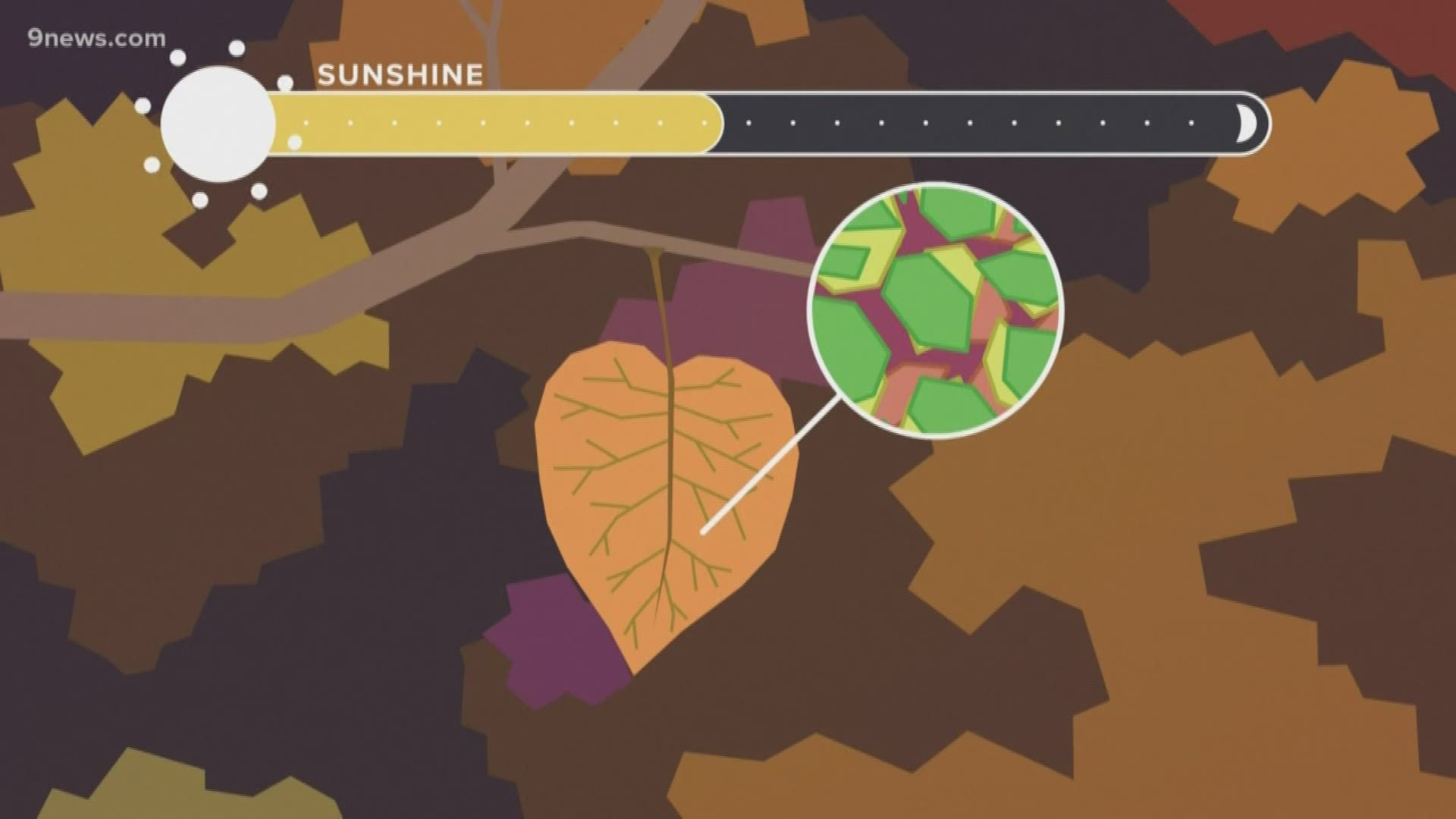 9NEWS Meteorologist Becky Ditchfield explains the science behind our fall color change.