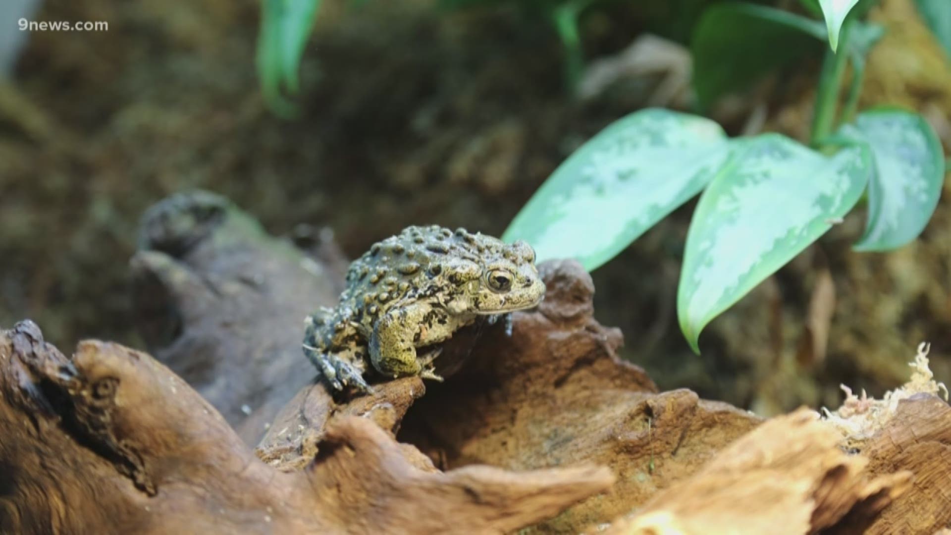 More than 50 percent of frog, toad, salamander and other amphibian species are at risk of extinction within the next 50 to 100 years due to habitat loss, climate change, pollution and disease.