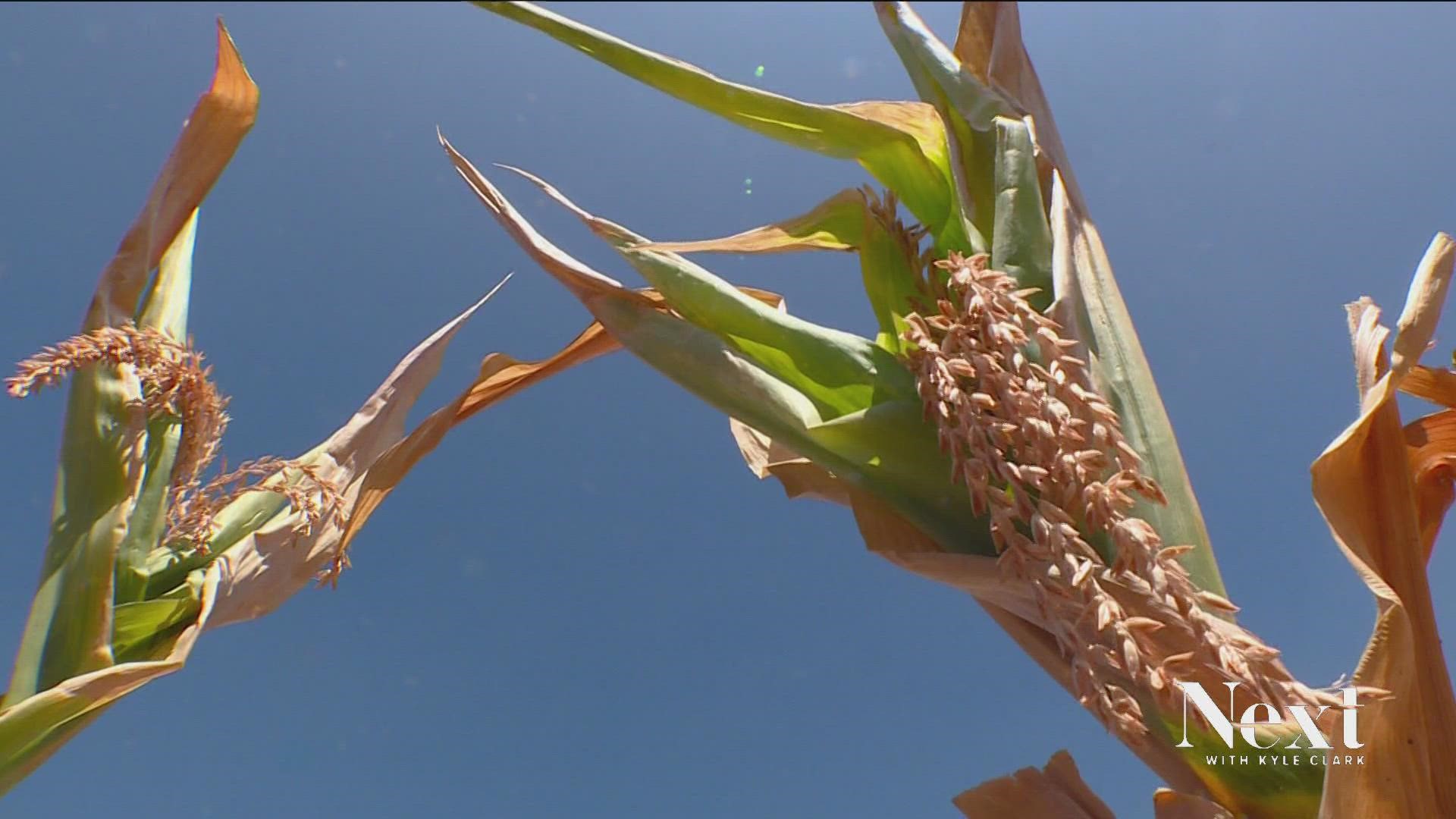 Farmers on the Eastern plains say the didn't come in time to save crops that already were already lost to the hot, dry summer.