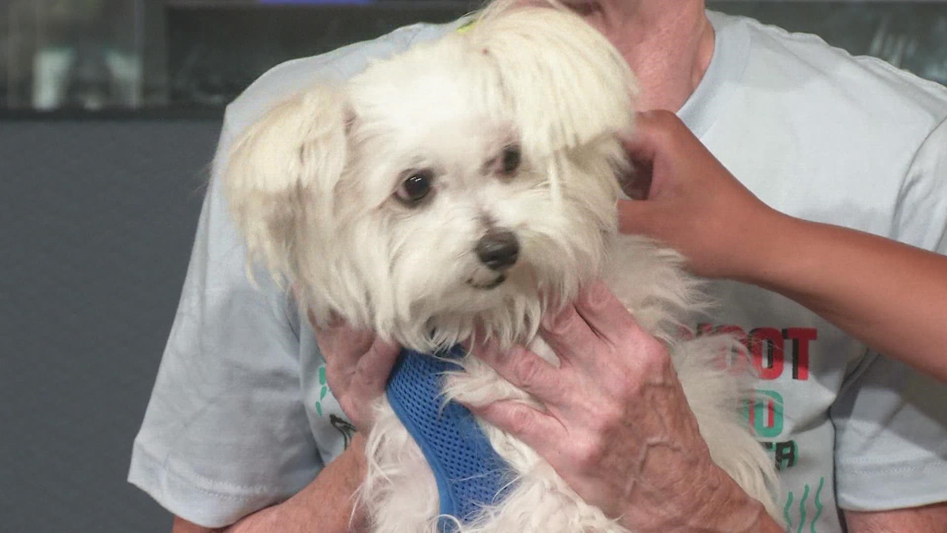 Meet Laz! He is up for adoption at the MaxFund Animal Adoption Center. He is a 12-year-old Chinese Crested Maltese.