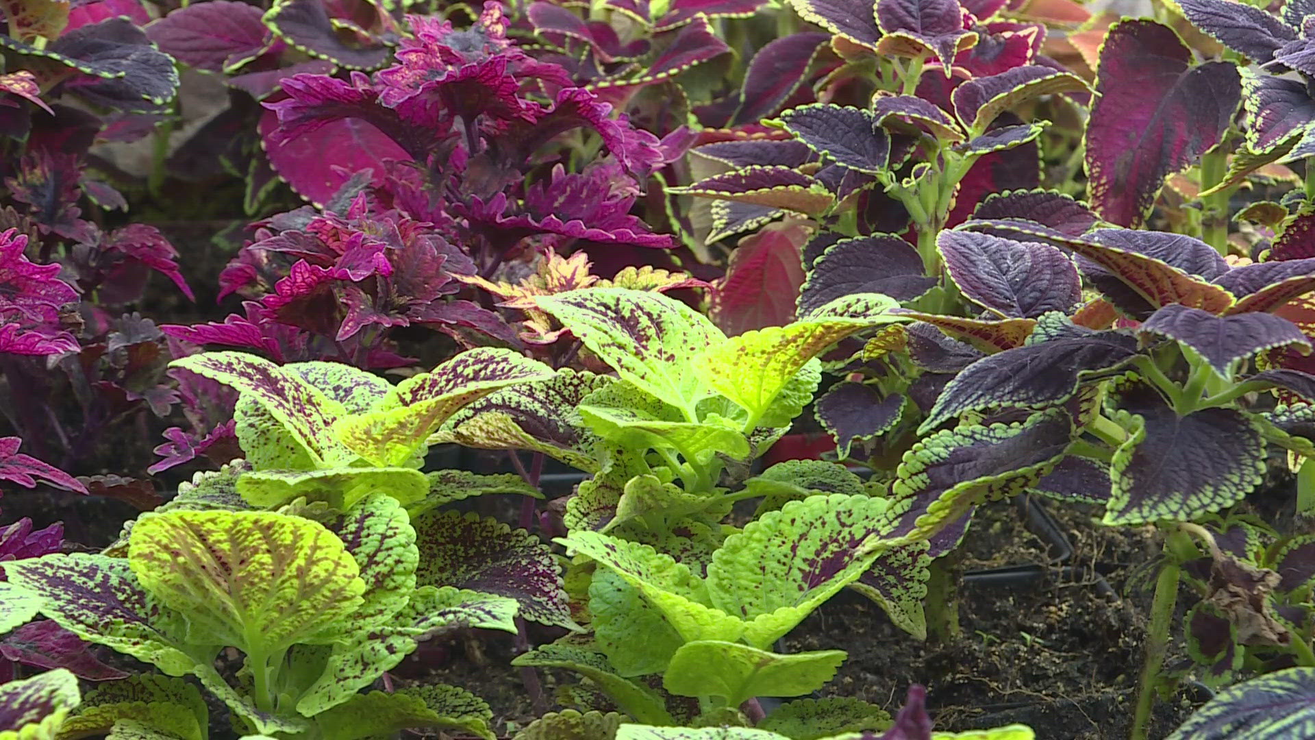 As cold weather moves in, take steps to protect your terra cotta pots. Clay pots are especially vulnerable to cracking during freeze and thaw cycles.