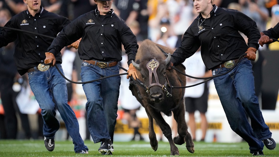 Why has Colorado's live buffalo Ralphie been making shorter runs?