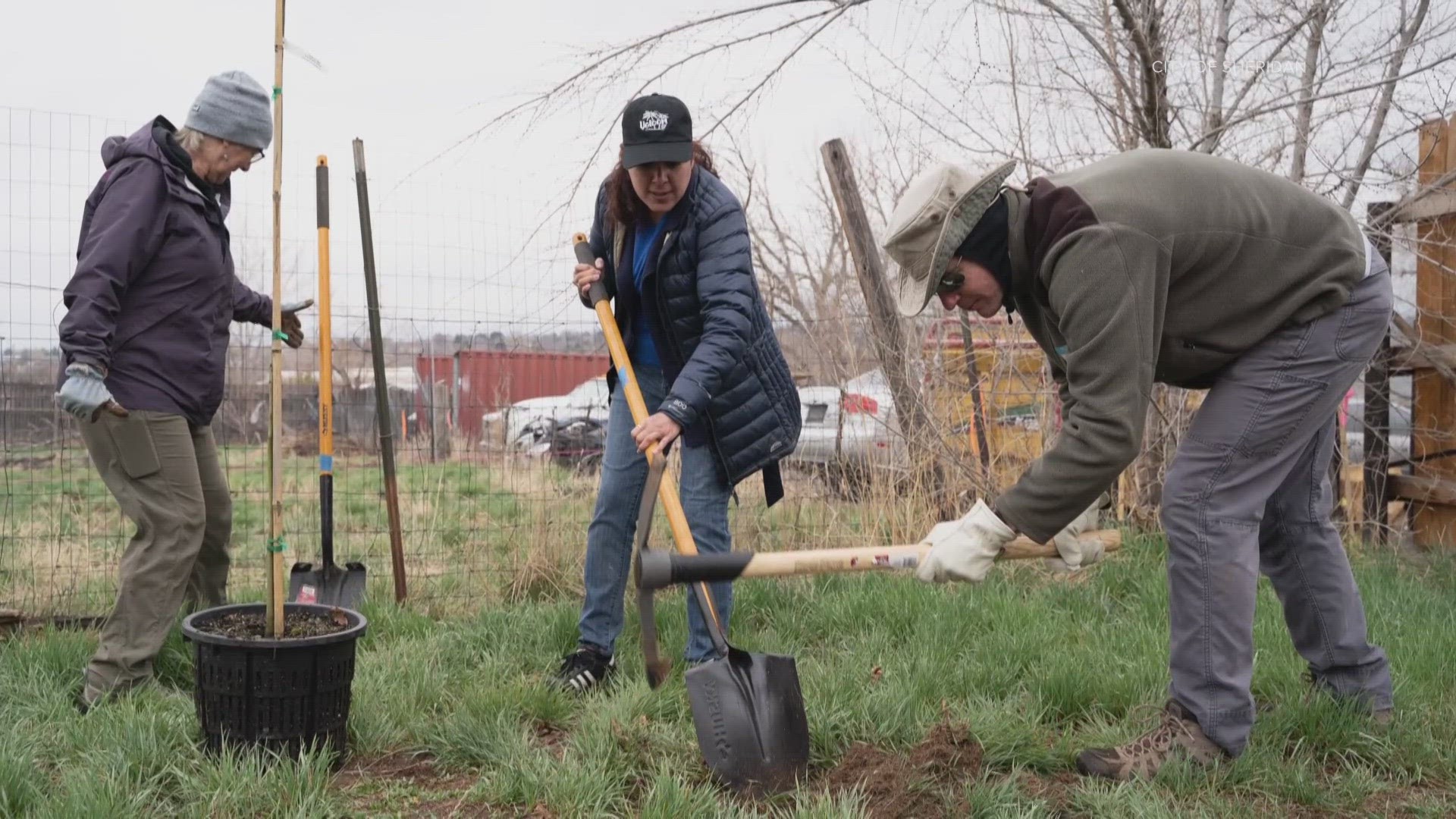 Volunteers will be planting trees Friday and Saturday for residents who bought them from the city at a low cost.
