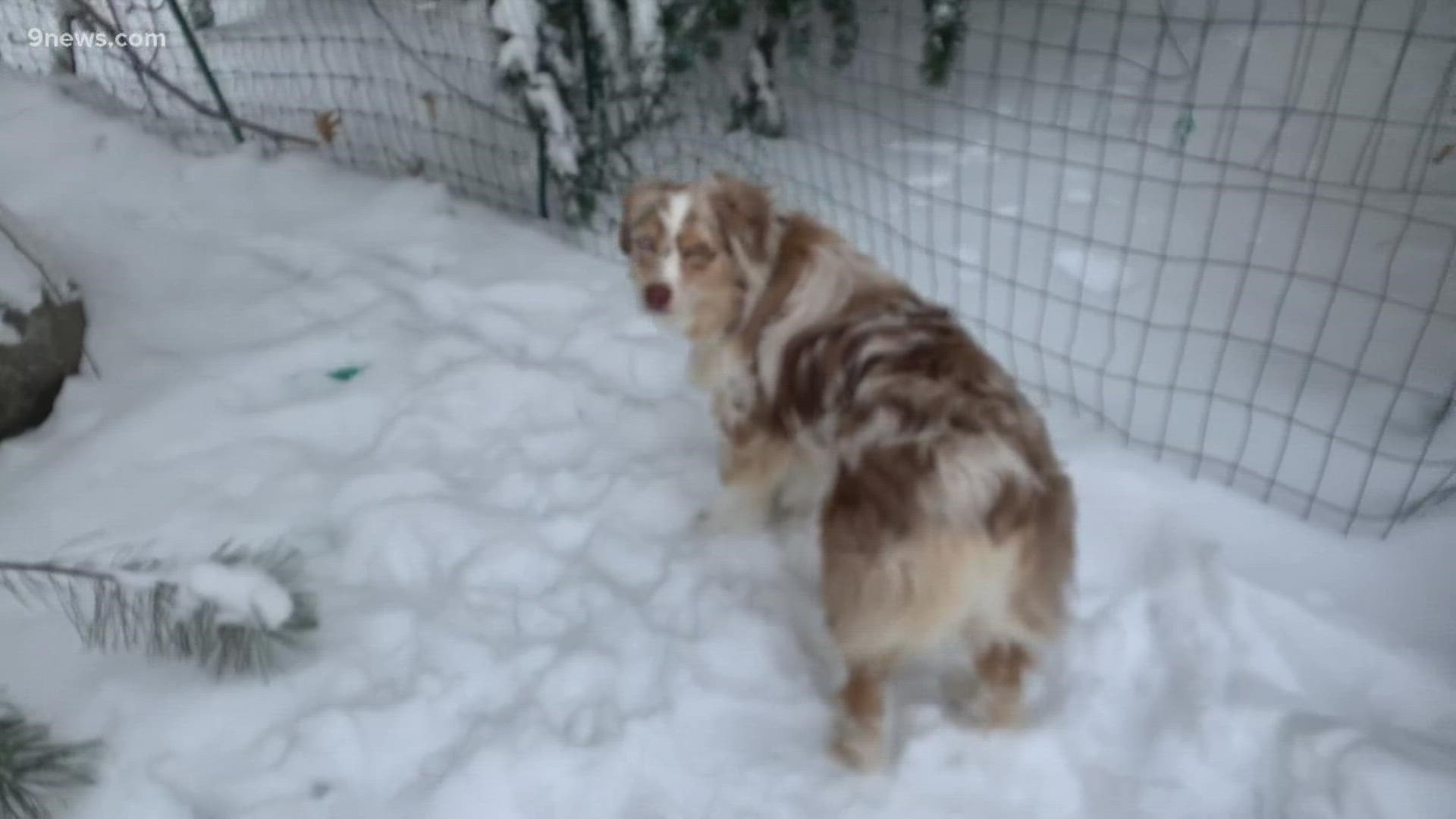 Meteorologist Keely Chalmers has a look at wintry conditions in Boulder, where about 9 inches of fresh snow fell Tuesday into Wednesday.