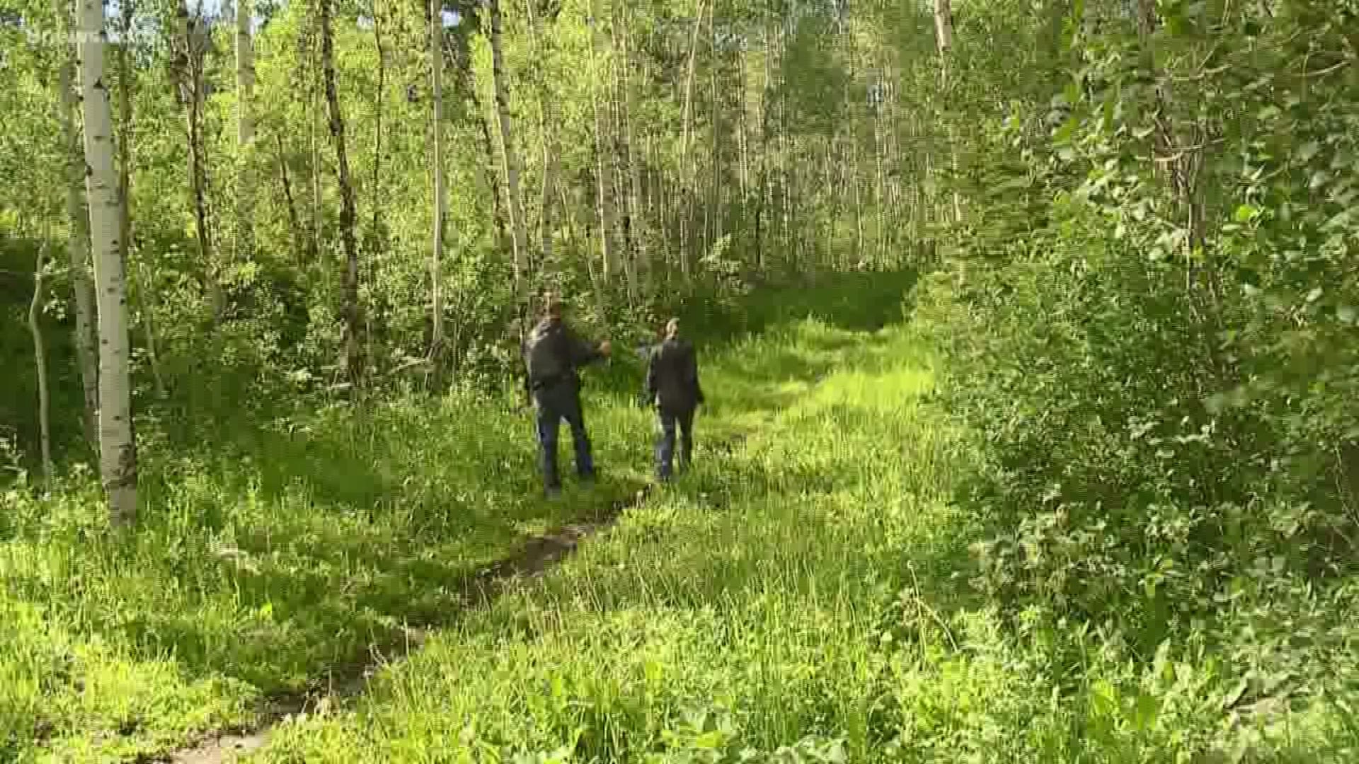 While it sounds like something not appropriate for television news, forest bathing has been catching on all over Colorado.