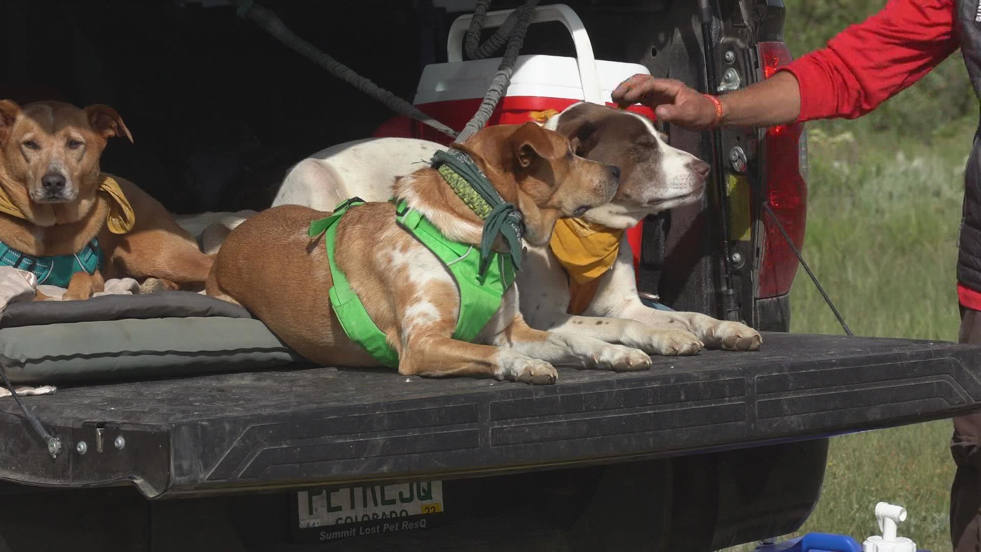 After rescuing an older dog that couldn’t handle hiking a 14er, Summit County Rescue has tips for people and pets when hiking on Colorado trails.