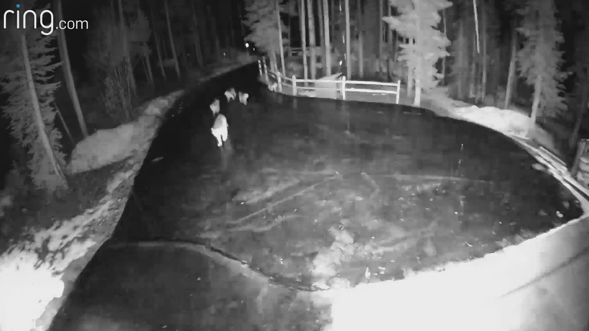 A resident in Breckenridge, Colorado, captured a pack of mountain lions crossing his driveway on a Ring floodlight camera.