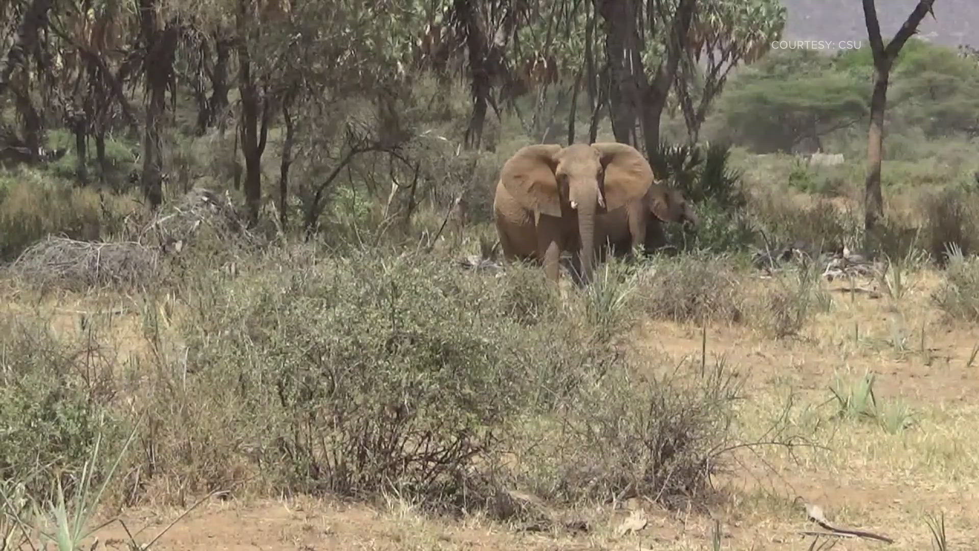 It’s extremely rare for wild animals to call each other by unique names.