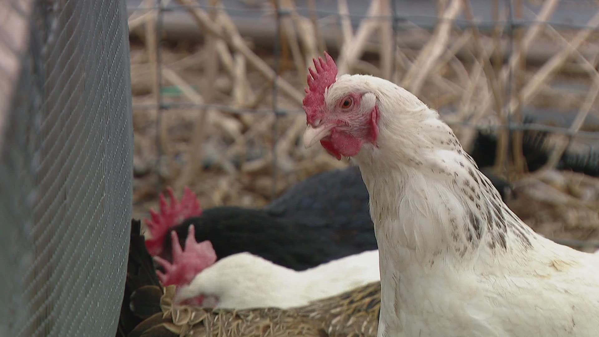 Amanda Weaver of Five Fridges Farm said she's done what she can to protect her chickens from the latest avian influenza outbreak.