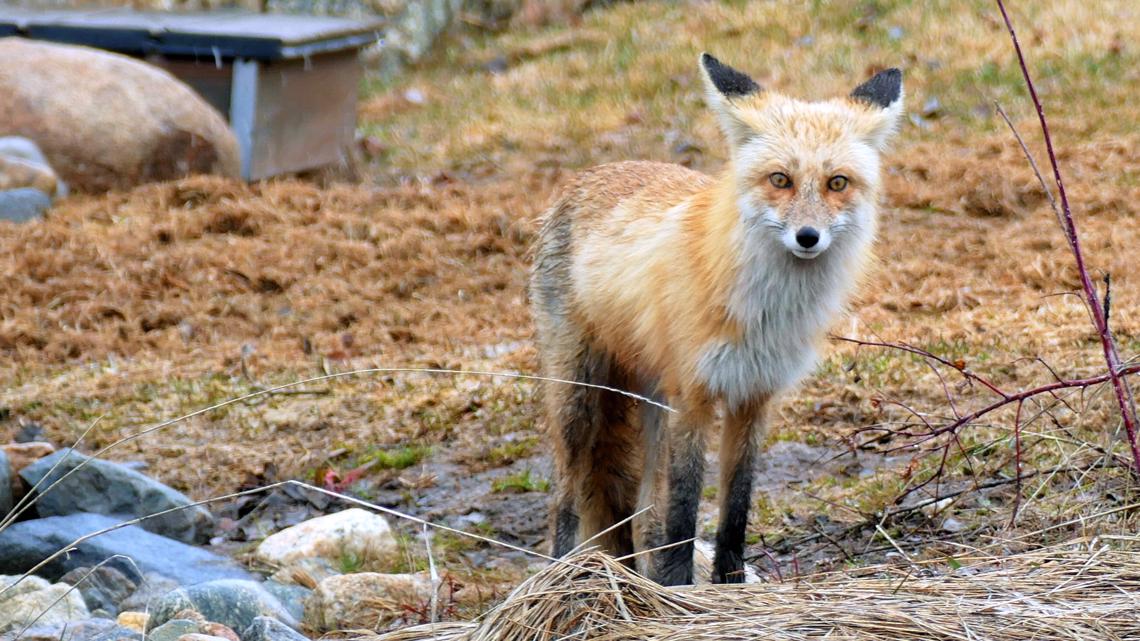 Fox Fox