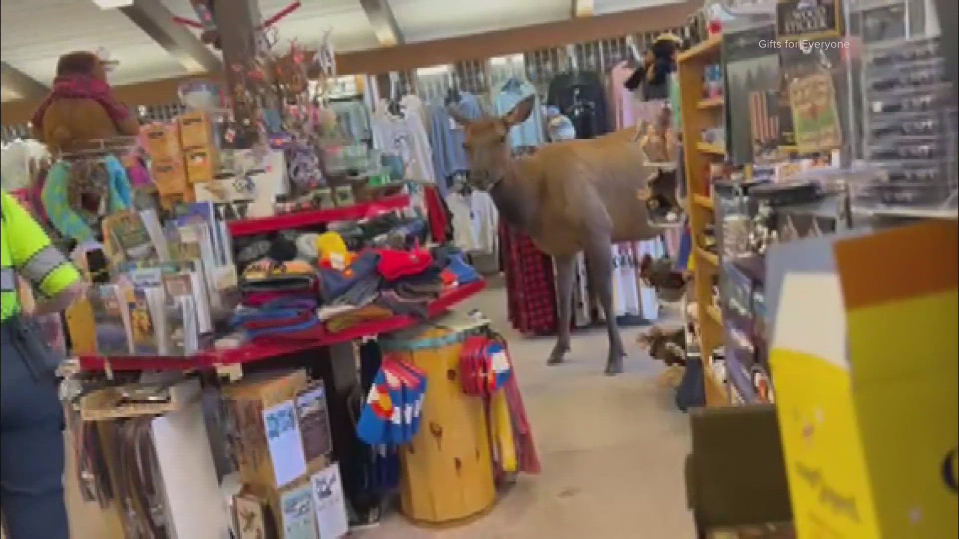 An elk walked into an Estes Park gift store, surprising staff and customers as it calmly browsed merchandise for about 10 minutes.