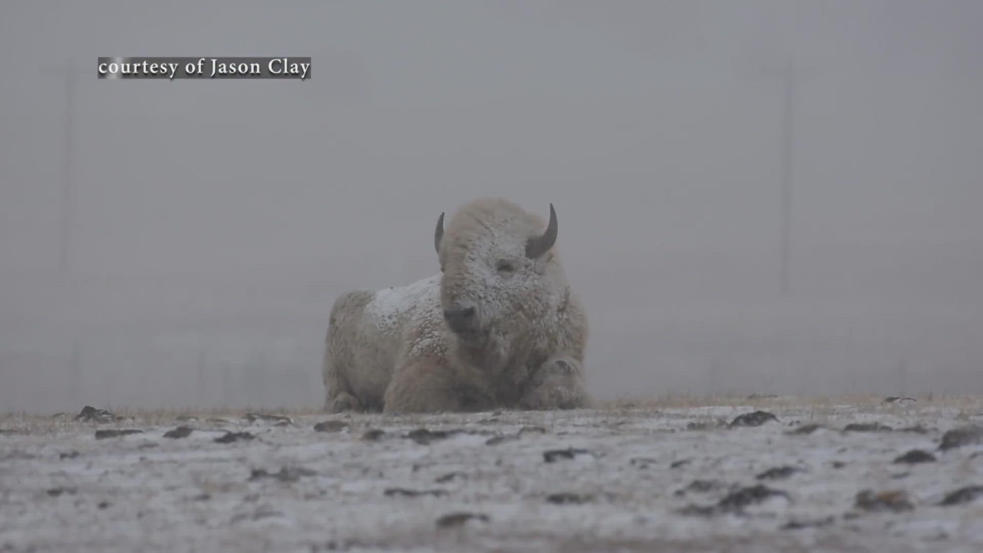 A bison on a ranch in South Park weathering the storm.
Credit: Jason Clay