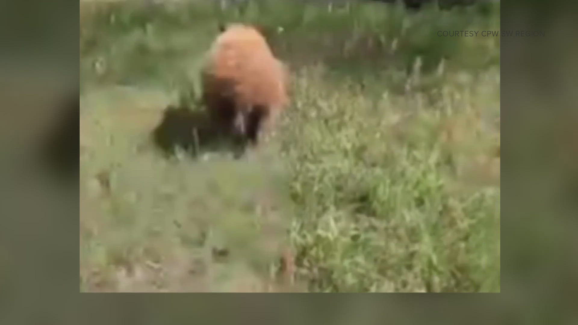 Two bear cubs were killed. A third cub was captured alive by CPW officers.