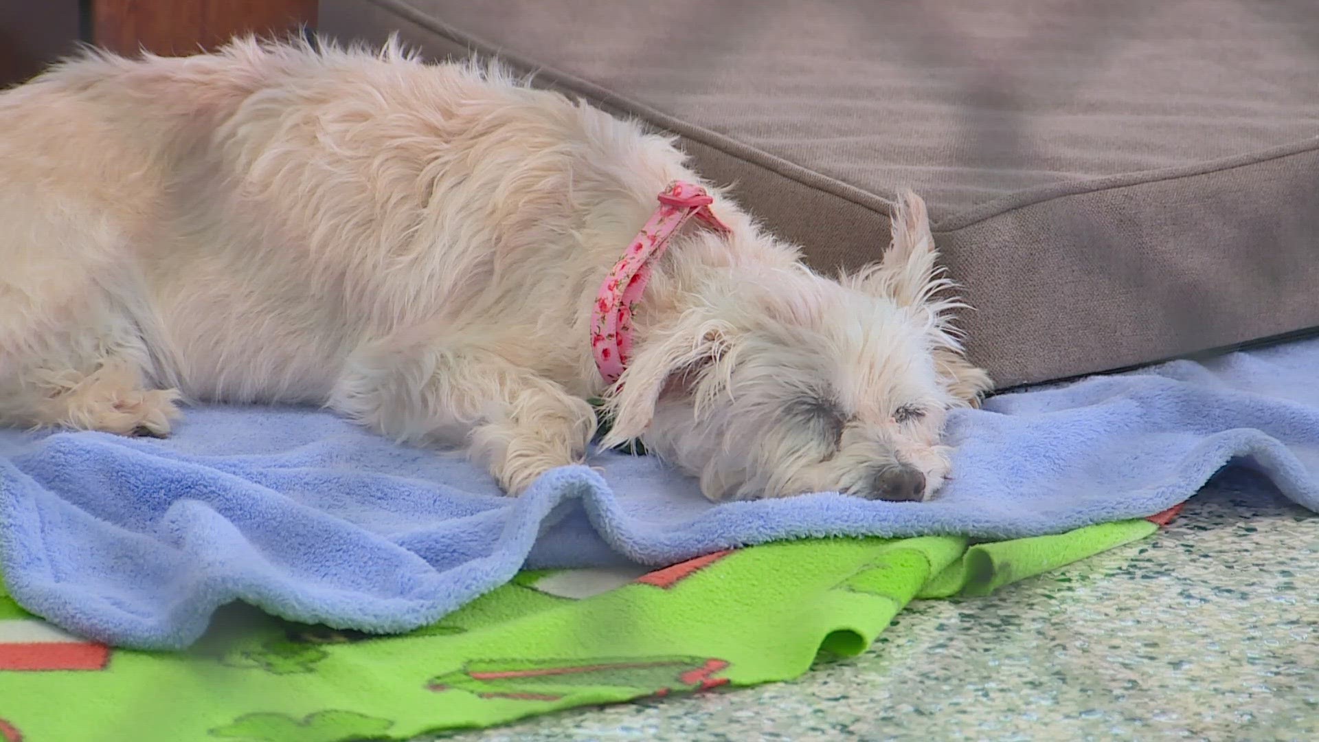 Littleton sanctuary provides a forever home to senior dogs