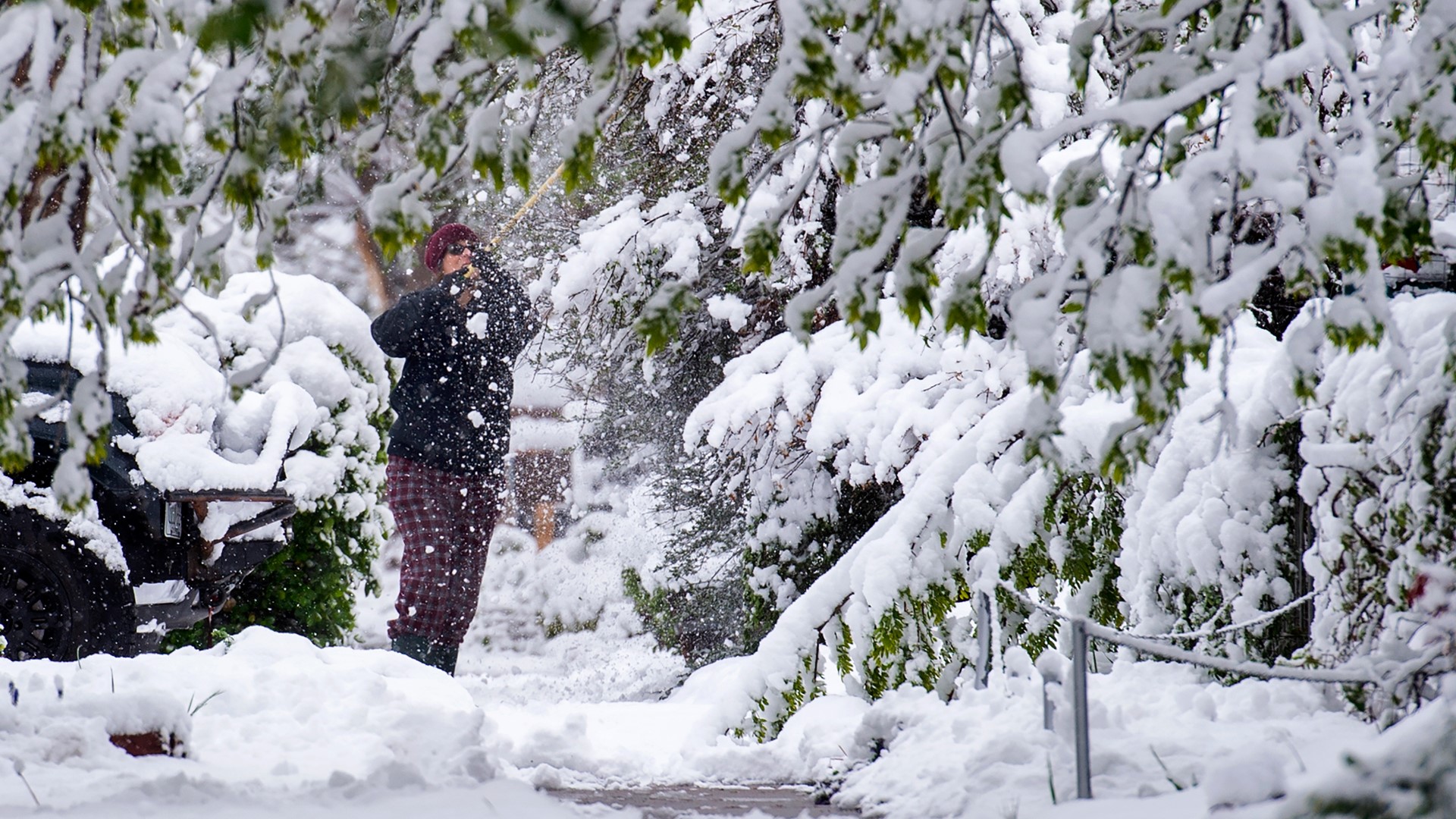 The heavy wet snow from the late-May storm was just too much for many trees across the Denver area.