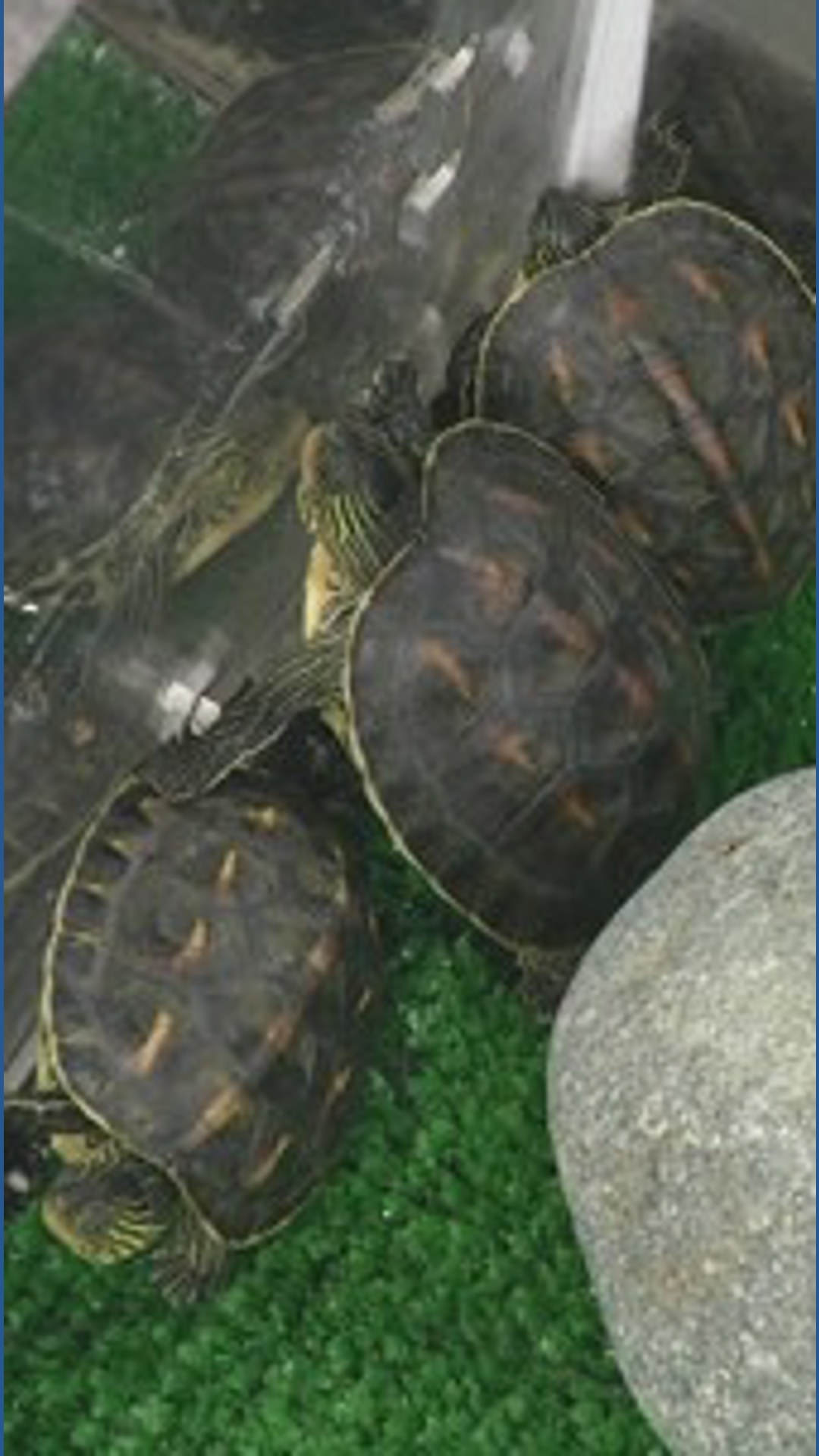 Critically endangered turtles born at Denver's Downtown Aquarium ...