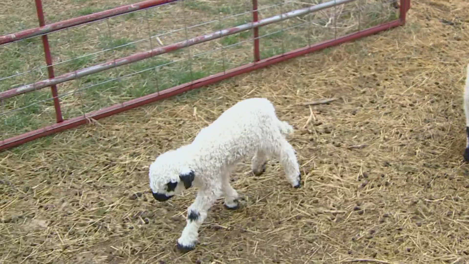 The cutest sheep in the world are making their debut on this earth. It's lambing season up in Weld County.