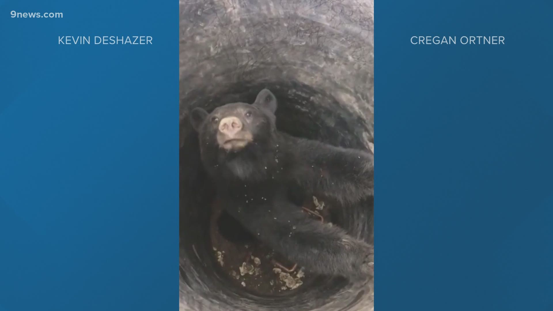 CPW officers tranquilized the bear before lifting the animal out using a front-end loader.