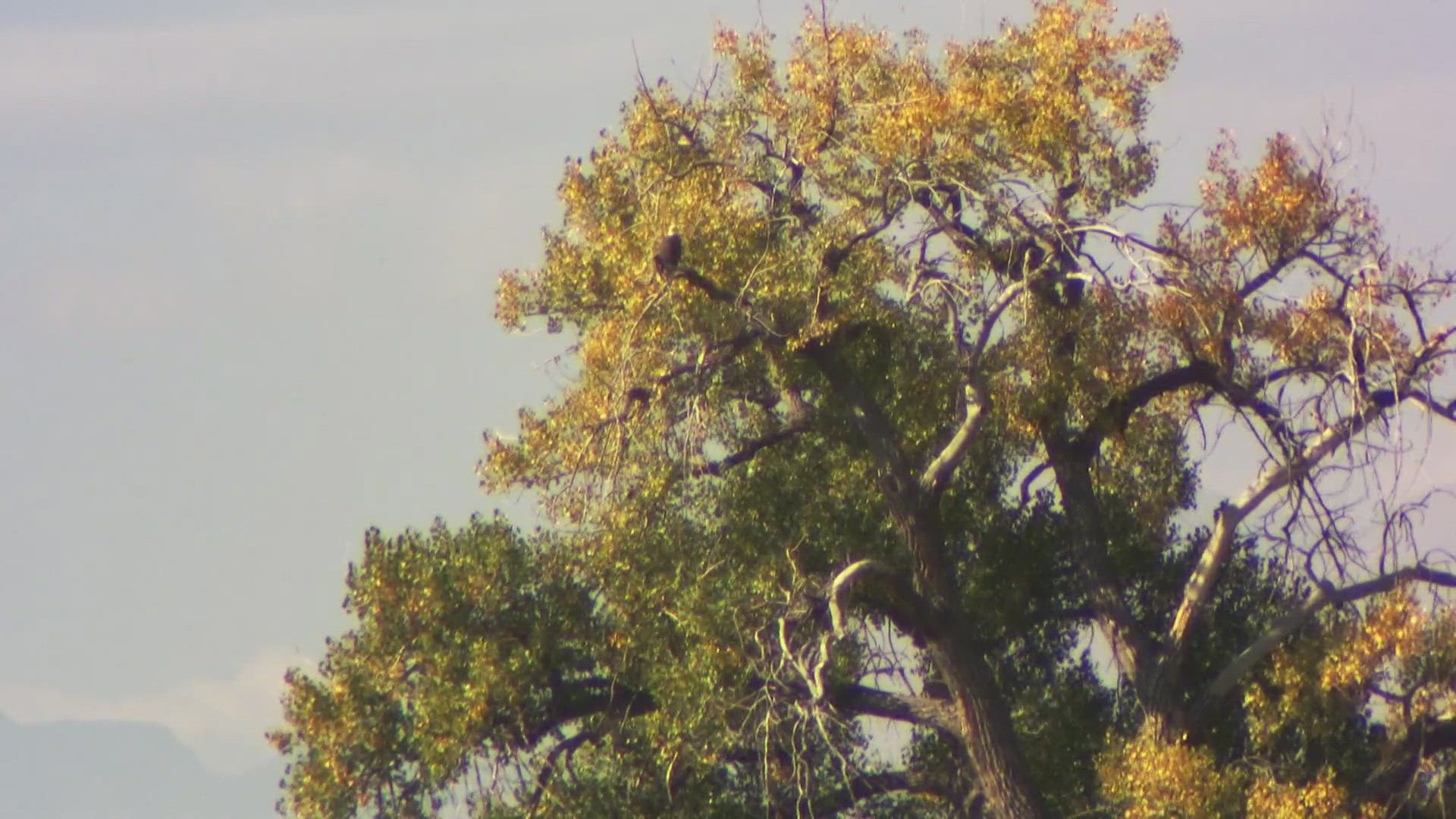 A much-loved bald eagle is forced out its home by a lightning strike. The man who captured the footage and studies those birds, tells us how they're doing.