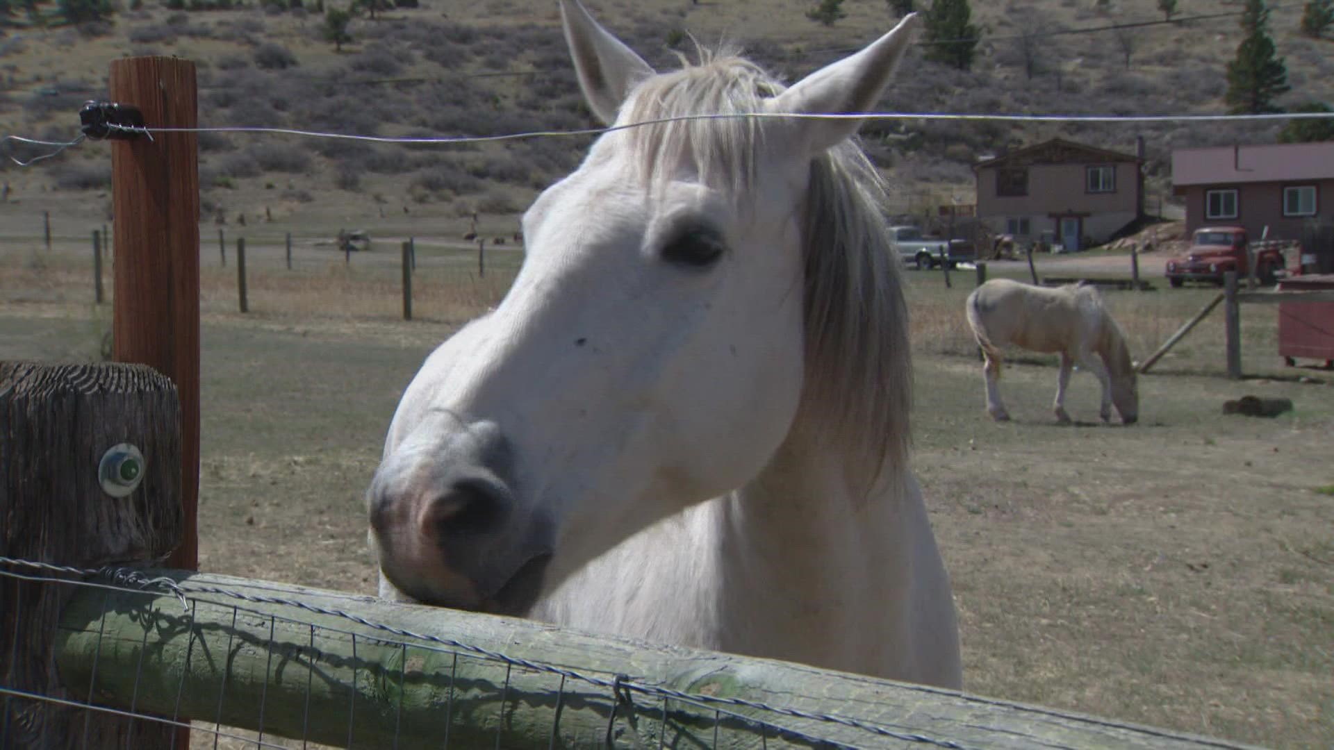 Nearly 100 wild horses have now died at a facility in canon city. The bureau of land management thinks an equine influenza virus could be the cause.