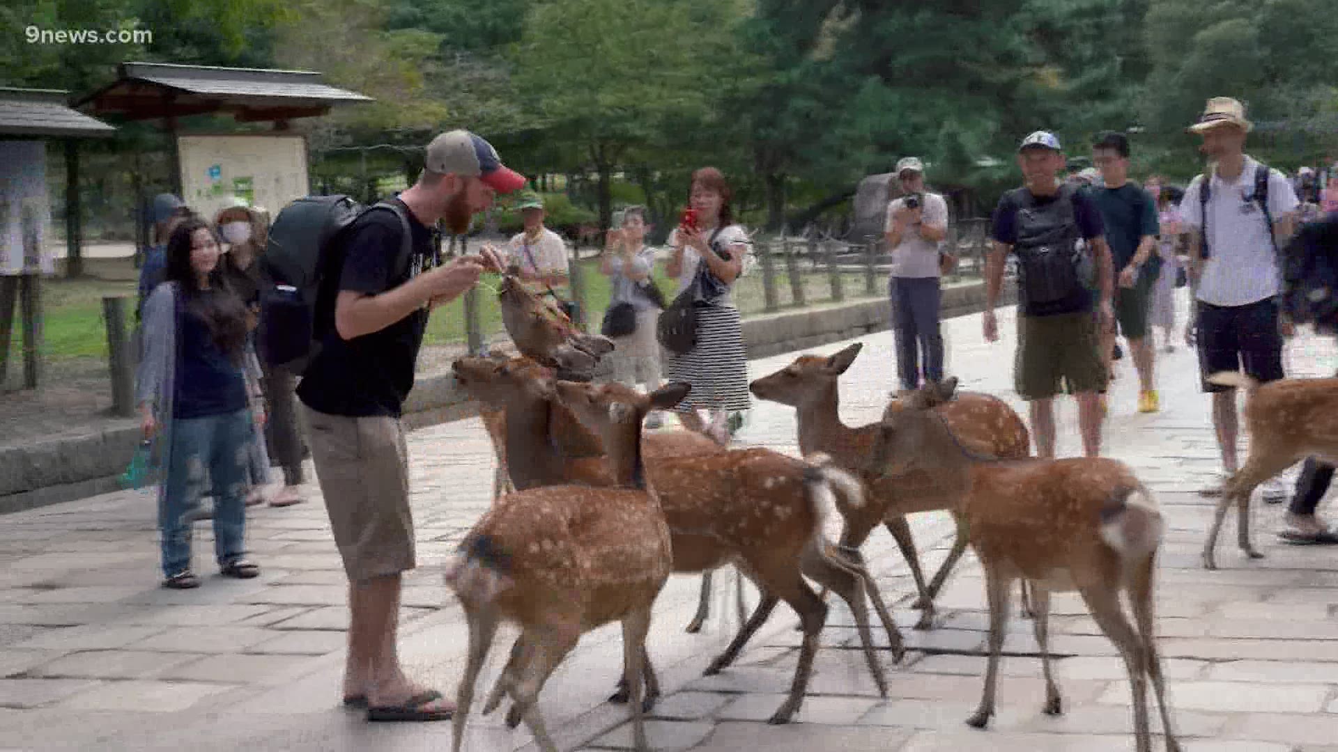 Nara Park or Deer Park in Japan is home to 1,400 wild deer – legend says one of the gods traveled to Nara 1,200 years ago on a white deer.