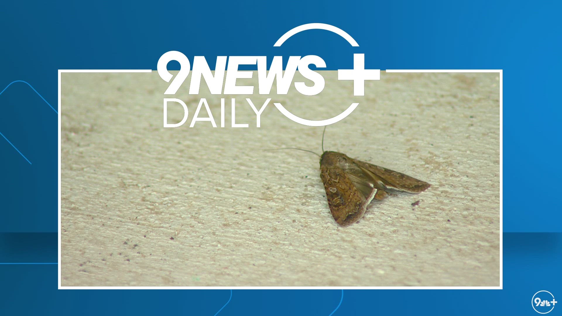 While it may be tempting to swat or kill the miller moths around the house, experts say the moths are important to Colorado's ecosystem.