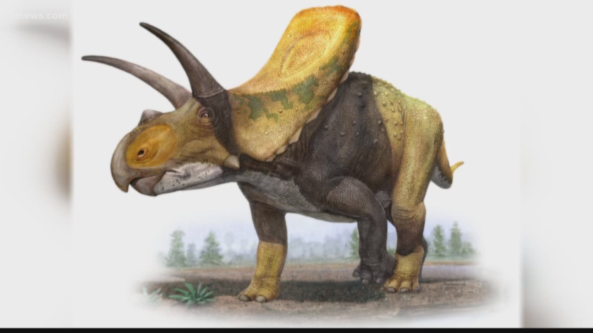 Thornton ‘triceratops Not A Triceratops After All 