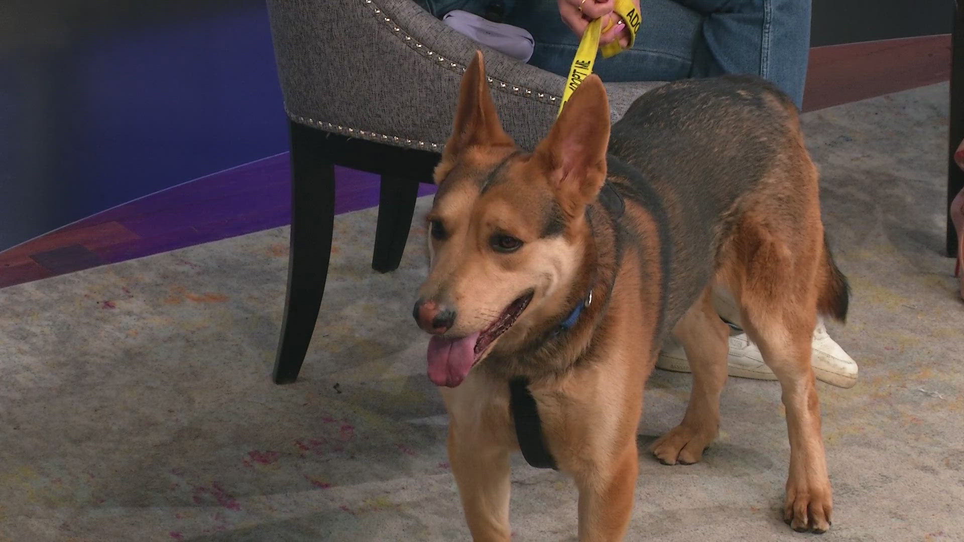 Panda is a sweet pup looking for a forever home | 9news.com