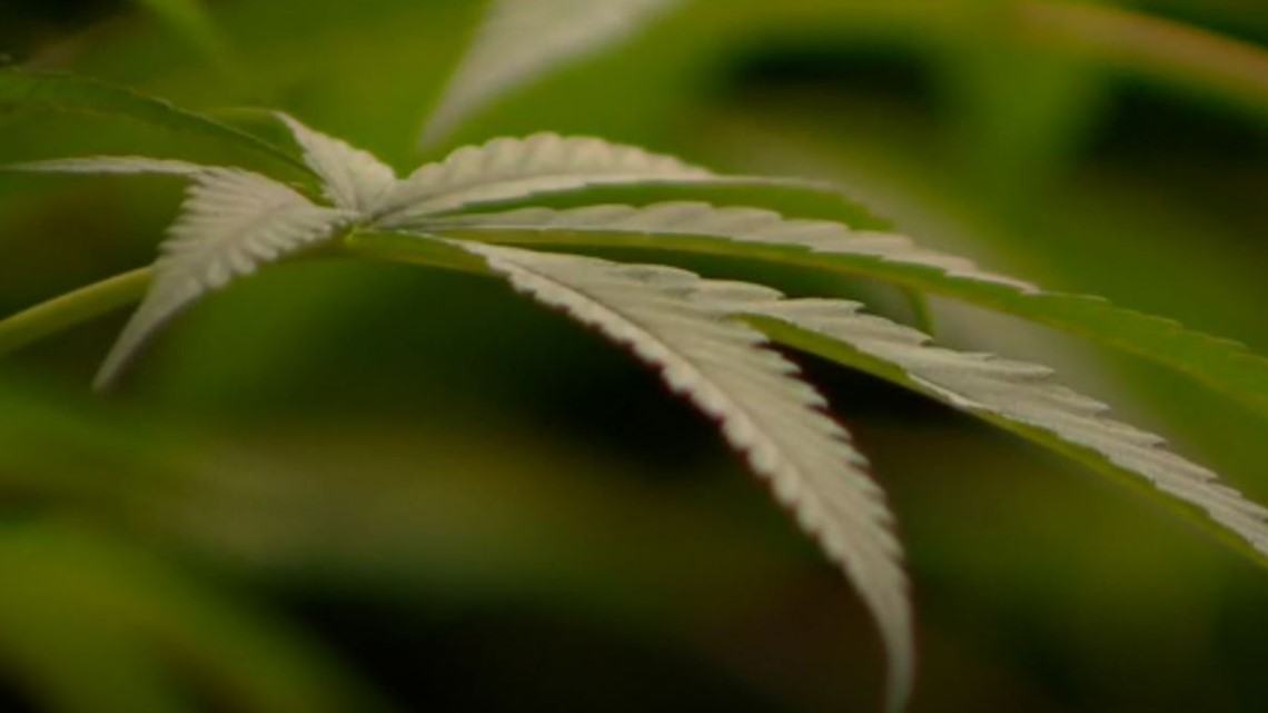 Aurora issues marijuana delivery permits - Vimarsana News