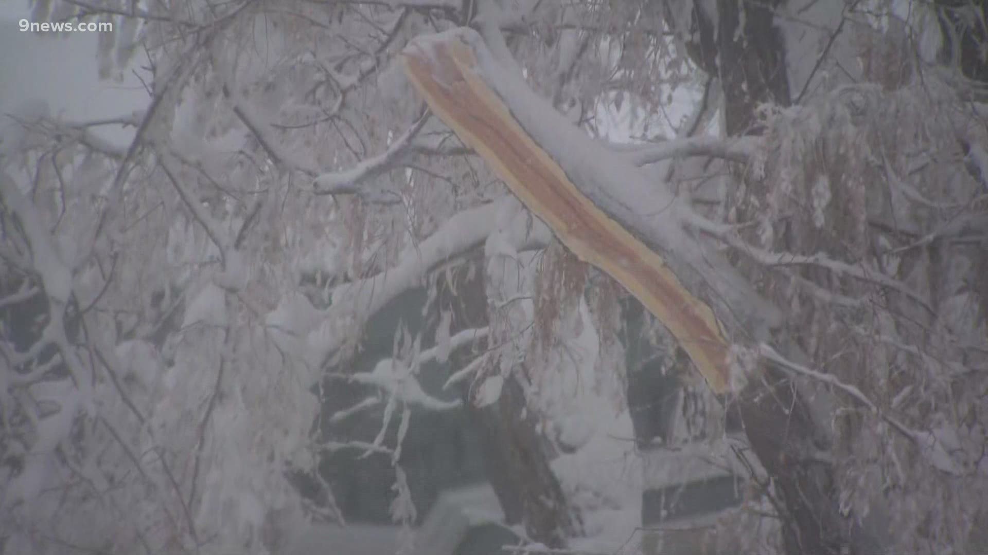 Heavy, wet snow caused some trouble for Colorado tree branches.