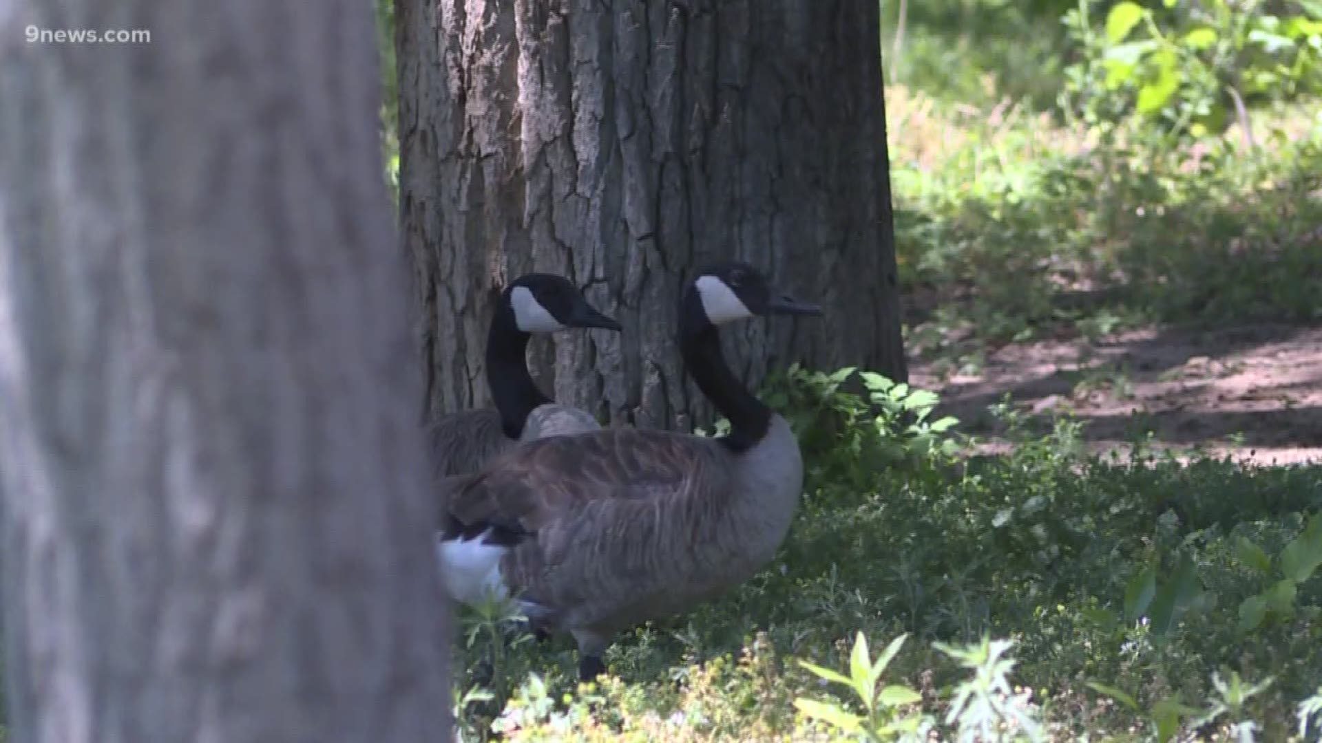 More than 1,600 geese were killed to control the overall population in Denver. The lawsuit says the government violated federal environmental and wildlife policy.