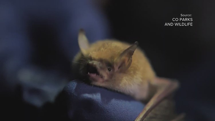 Feeling buggy? Bats could be the answer