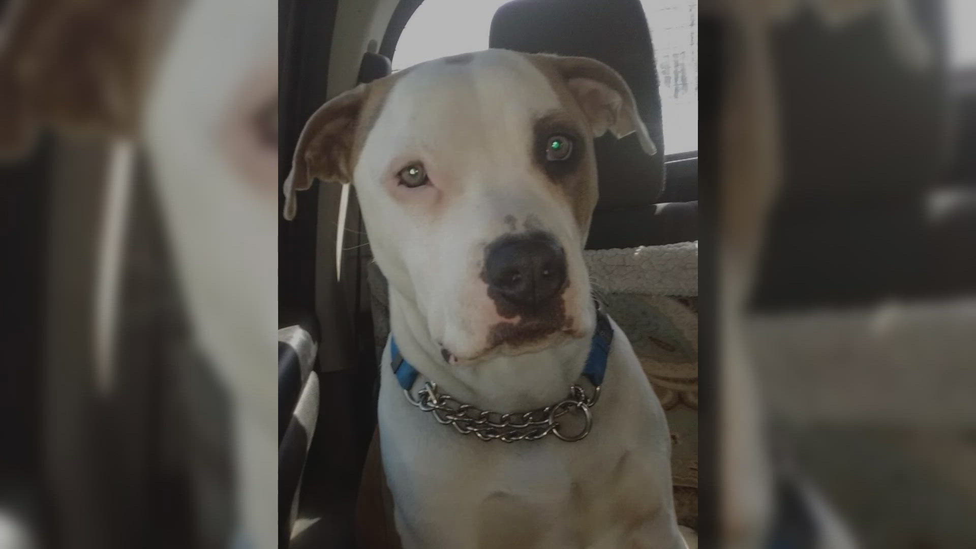 Loveland agrees to $675,000 settlement in shooting of dog by police ...