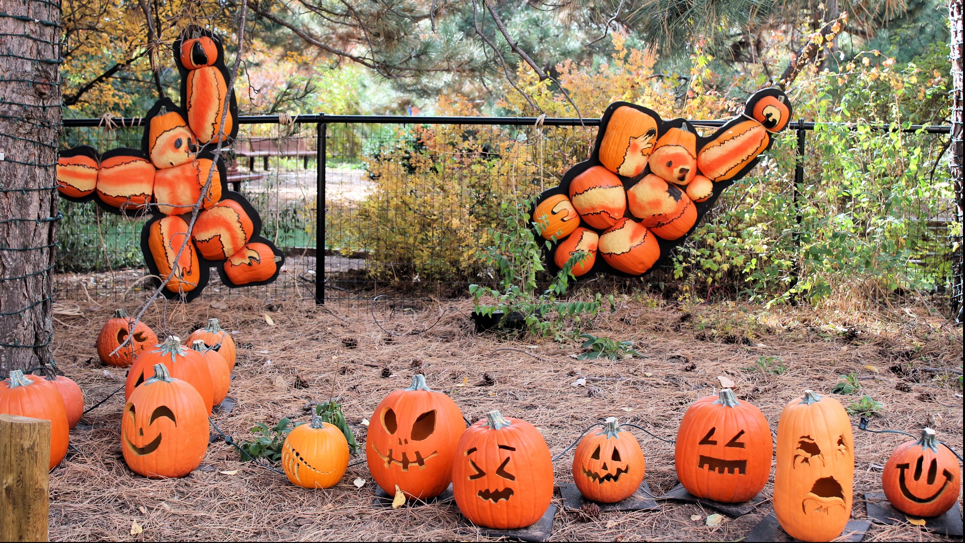 Denver Zoo has plenty events coming up during the month of October. From trick-or-treating to a monster masquerade, the Denver Zoo will have fall events for all.